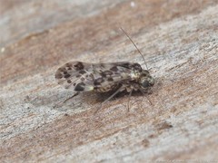 Trichadenotecnum circularoides