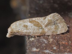 Platphalonidia magdalenae