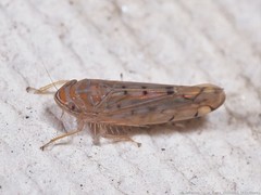 Osbornellus rotundus