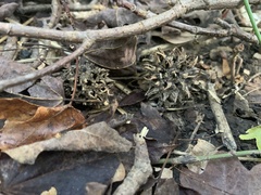 Liquidambar styraciflua