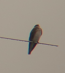 Stelgidopteryx ruficollis