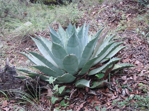 Butterfly Agave