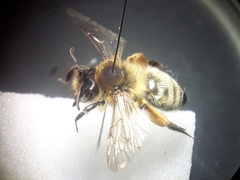 Andrena nigroaenea