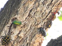 Chlorocala africana subsuturalis