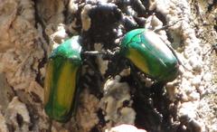 Chlorocala africana subsuturalis