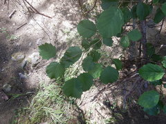 Alnus hirsuta