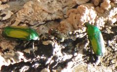 Chlorocala africana subsuturalis