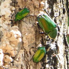 Chlorocala africana subsuturalis