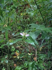 Chelone obliqua erwiniae