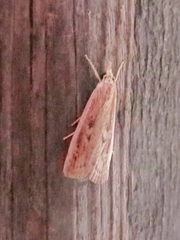 Occidentalia comptulatalis