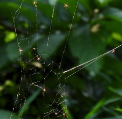 Argyrodes miniaceus