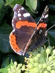 Vanessa atalanta