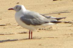 Chroicocephalus cirrocephalus poiocephalus