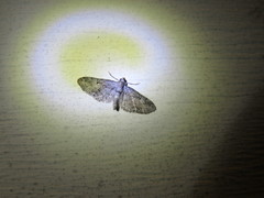 Eupithecia interruptofasciata