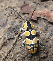 Tragocephala frenata