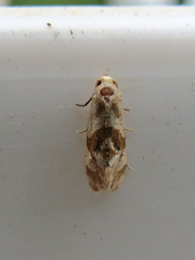 Gynnidomorpha romonana