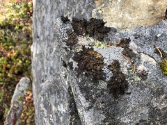 Umbilicaria hyperborea