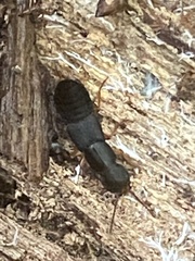 Dinothenarus badipes