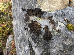 Umbilicaria hyperborea