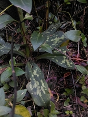 Stenorrhynchos albidomaculatum