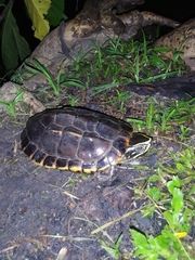 Malayemys macrocephala