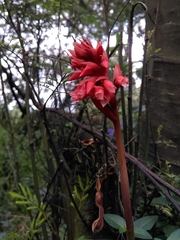 Stenorrhynchos albidomaculatum