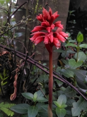 Stenorrhynchos albidomaculatum