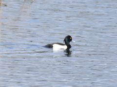 Aythya fuligula