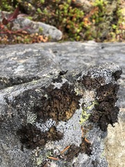 Umbilicaria hyperborea