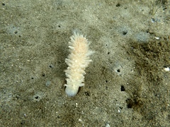 Veretillidae