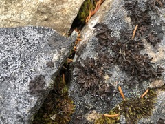 Umbilicaria hyperborea