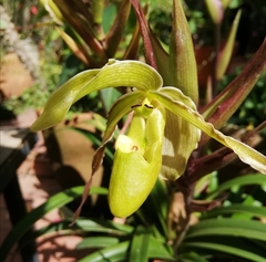 Phragmipedium longifolium