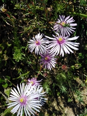 Lampranthus leptaleon