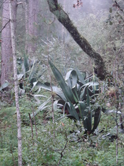 Agave mapisaga