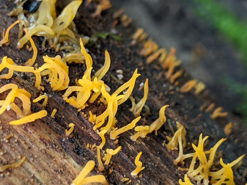 Mažasis Tampriagrybis nuotrauka