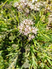 Lobostemon capitatus
