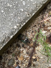 Neotibicen tibicen australis