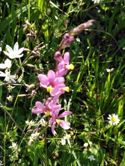 Ixia scillaris scillaris