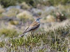 Neoxolmis rubetra