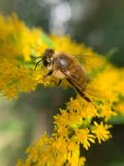 Apis mellifera