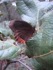 Gyrocheilus patrobas patrobas