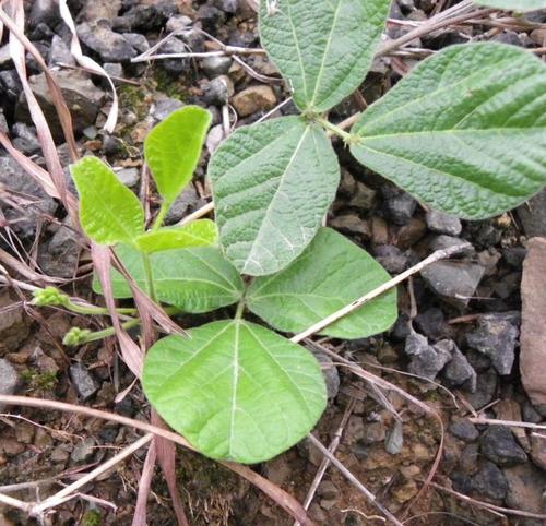 Rhynchosia hirsuta