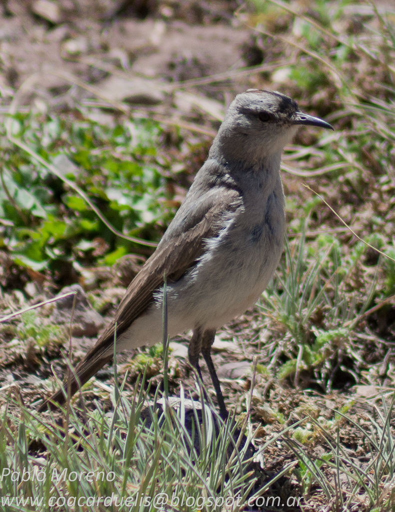 Black-fronted Ground-Tyrant (Muscisaxicola frontalis) photo
