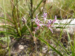 Pelargonium caledonicum