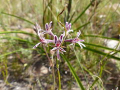 Pelargonium caledonicum