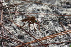 Diogmites crudelis