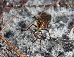 Diogmites crudelis