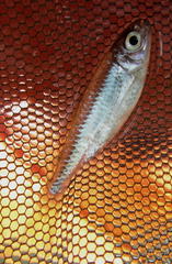 Alestidae