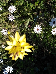 Ixia fuscocitrina