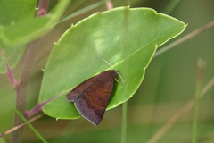 Argyrostrotis deleta